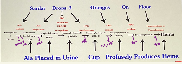 <ul><li><p>synthesised by almost all tissues </p></li><li><p>main organ - liver, bone marrow </p></li><li><p>heme synthesised in normoblasts but not in matured erythrocytes </p></li><li><p>pathway is partly cytoplasmic + mitochondrial </p></li></ul><p></p>