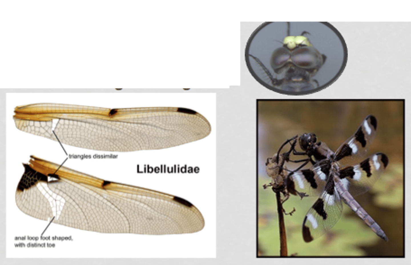 <p>•Suborder Anisoptera</p><p>•Skimmers</p><p>•Eyes touch, separate at posterior end</p><p>•Triangles are different sizes and shape</p><p>•No brace vein at proximal end of pterostigma</p><p>•Anal loop is a boot-like shape</p>