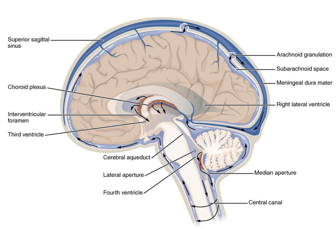 <p>Cerebrospinaal vocht</p><ul><li><p>omgeeft hersenen</p></li><li><p>zit in ventriculair systeem</p></li></ul><p>1) Beschermt hersenen tegen schokken & houdt ze drijvend</p><p>2) Transport van zouten, voedingsstoffen, afvalstoffen & hormonen</p><p>3) Immuunsurveillantie van centraal ZS</p>
