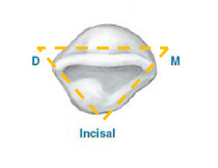 <p>Incisal View Features</p>