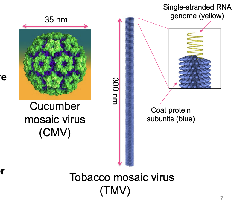 <p>Shape:</p><ul><li><p>Icosahedral </p><ul><li><p>e.g Cucumber mosaic virus CMV</p></li></ul></li><li><p>Rod shaped</p><ul><li><p>e.g TMV</p></li></ul></li></ul><p>Nucleic acid:</p><ul><li><p>relatively small RNA or DNA</p></li></ul><p>Compared to bacteriophage</p><ul><li><p>not as large cirons</p></li></ul><p></p><p></p><p></p>