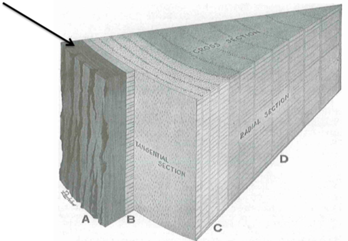 <p>protect the tree, insulate, fend off predators</p>