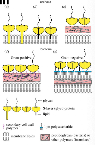<ul><li><p>Glycocalyces</p><ul><li><p>capsule</p></li><li><p>slime layer</p></li></ul></li><li><p>S-layers</p></li></ul><p></p>