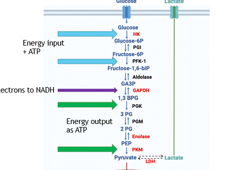 <p>a set of 10 chemical reactions that start with glucose + 2 ATP and ends with pyruvate + electrons + 4 ATP</p><p>-net 2 ATP</p><p>-electrons are carried by NADH to ETC</p>