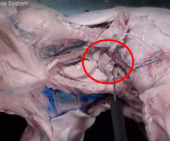 <p>What is the arrow pointing to? What’s it function? </p>