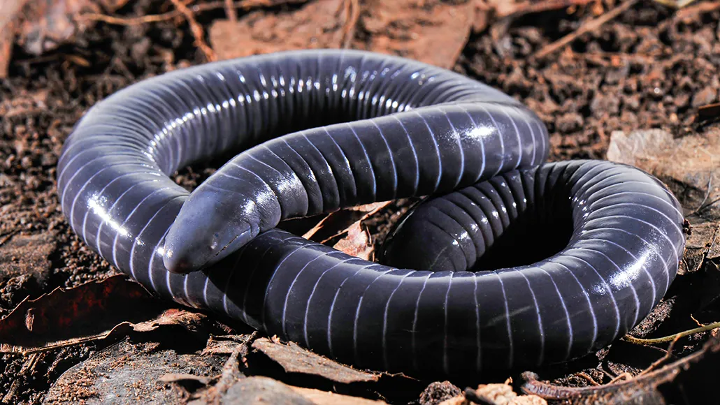 <p>Order of amphibians also known as caecilians, characterized by their elongated, limbless bodies and burrowing habits. </p>