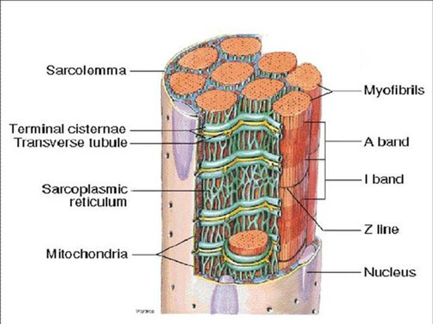 <p>bundle of myofibrils; nuclei + mitochondria + T-tubules + sarcoplasmic reticulum + terminal cisternae</p>