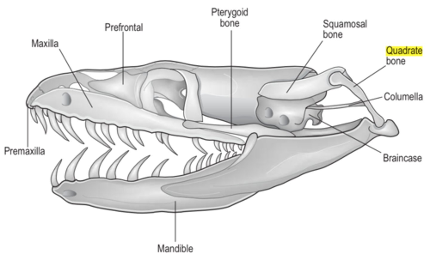 <p>term for Skulls of most reptiles that has extremely mobile joints.</p>