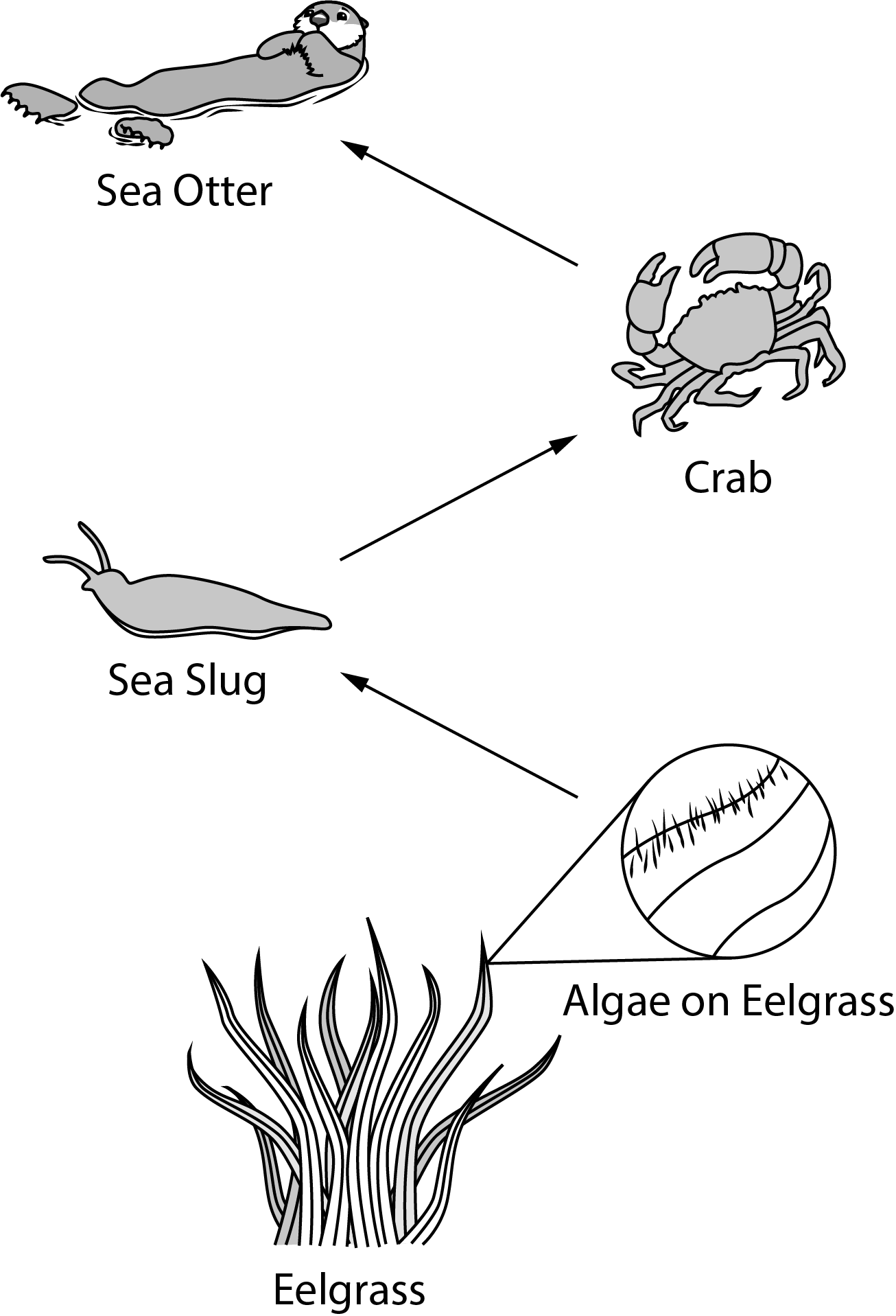 <p>(CLUSTER) Climate change could affect the ecosystem of the Elkhorn Slough in many ways. From the information provided, which of the following predictions about the direct, local effects of climate change is most likely?</p><p>A) Ocean warming will favor population growth of nonnative species as their habitats shift northward.</p><p>B) Ocean warming will decrease eelgrass habitat area as a result of increased herbivory by nonnative species.</p><p>C) Harmful algal blooms will decrease otter populations as a result of increased mortality of otter prey species.</p><p>D) Harmful algal blooms will decrease the availability of nutrients for eelgrass and other algae species.</p>