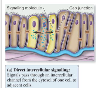 <p>Cell junctions allow signals to directly pass one another</p>