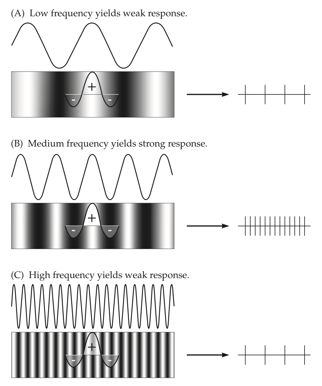 <p>when width of receptive field centre matches the specific width of the grating bars and the phase fills the receptive field perfectly</p><ul><li><p>different neurons respond to different spatial frequencies; fewer tuned to low</p></li><li><p>respond weakly when spatial frequency is too low or too high</p></li></ul><p></p>