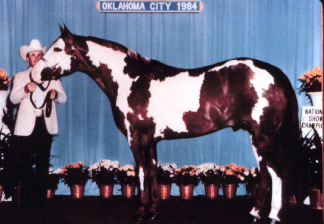 <p>American Paint Horse</p>