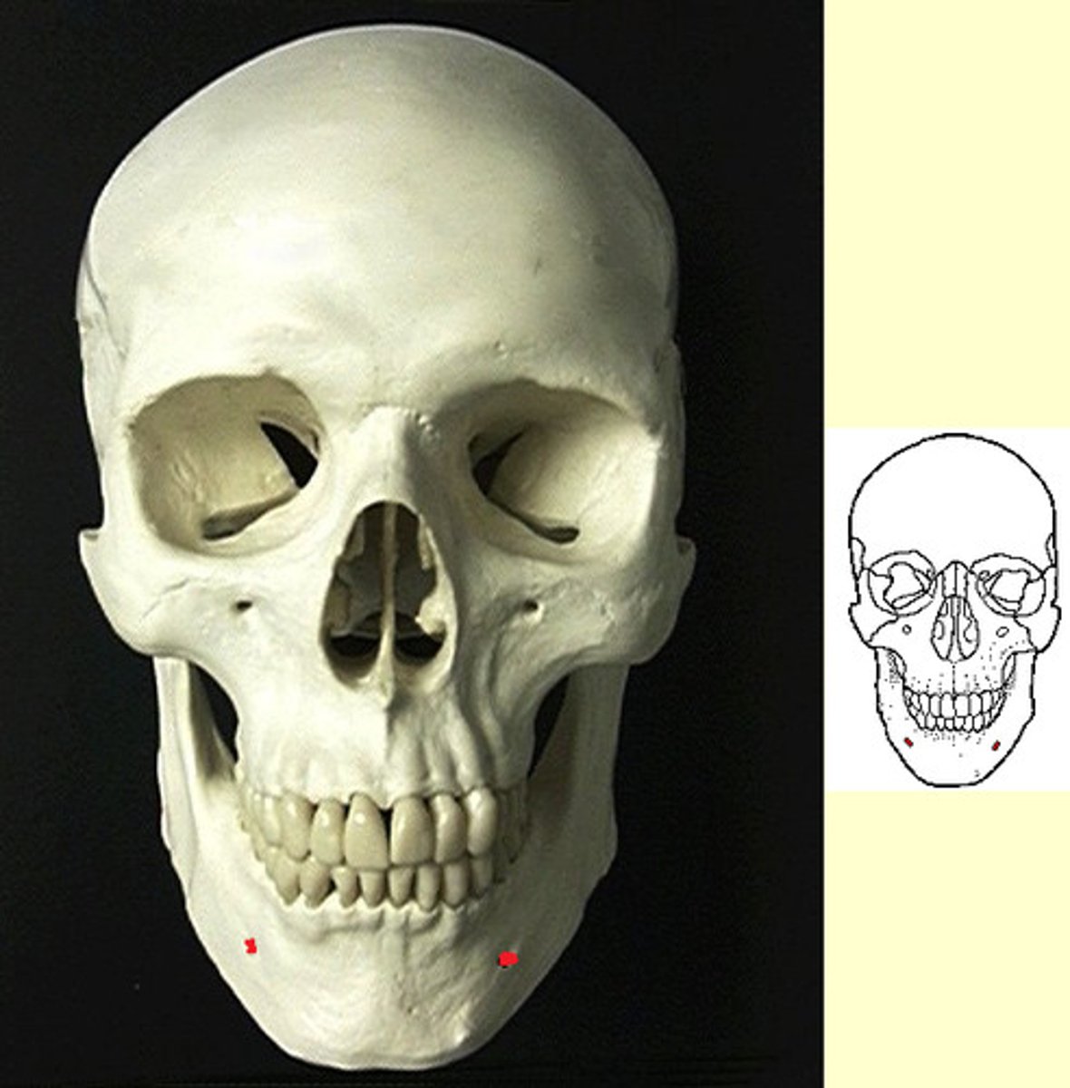 <p>Identify. Transmits terminal branches of the nerves and vessels. Dentists inject anesthetics through.</p>