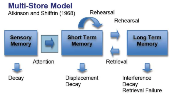 way of explaining how specific mental processes work

* working memory model, multi store model of memory etc