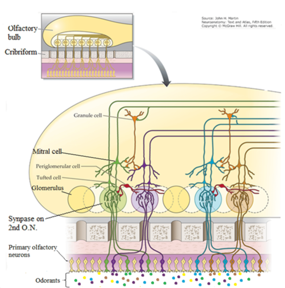 <p>1. odorants enter the olfactory epithelium and bind to first order olfactory neurons and generate an action potential</p><p>2. central axons ascend and synapse on second order neurons (mitral cells) in the glomerulus in the olfactory bulb</p><p>3. mitral cell axons form the olfactory tract and bifurcates into the lateral and medial olfactory stria</p><p>4. the tracts mainly target the primary olfactory cortex</p>
