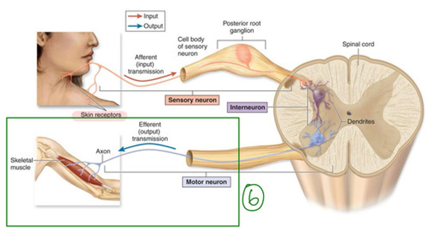 <p>what is step 6 of 6 in a basic spinal cord circuit?</p>