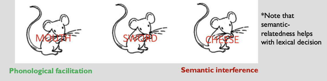 <p> Name the picture while ignoring the superimposed word</p><ul><li><p>The superimposed word is either phonologically related, semantically related, or not related to the target word</p></li><li><p>Naming times are measured</p></li></ul><p></p>