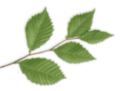 <p>what is this leaf arrangement</p>