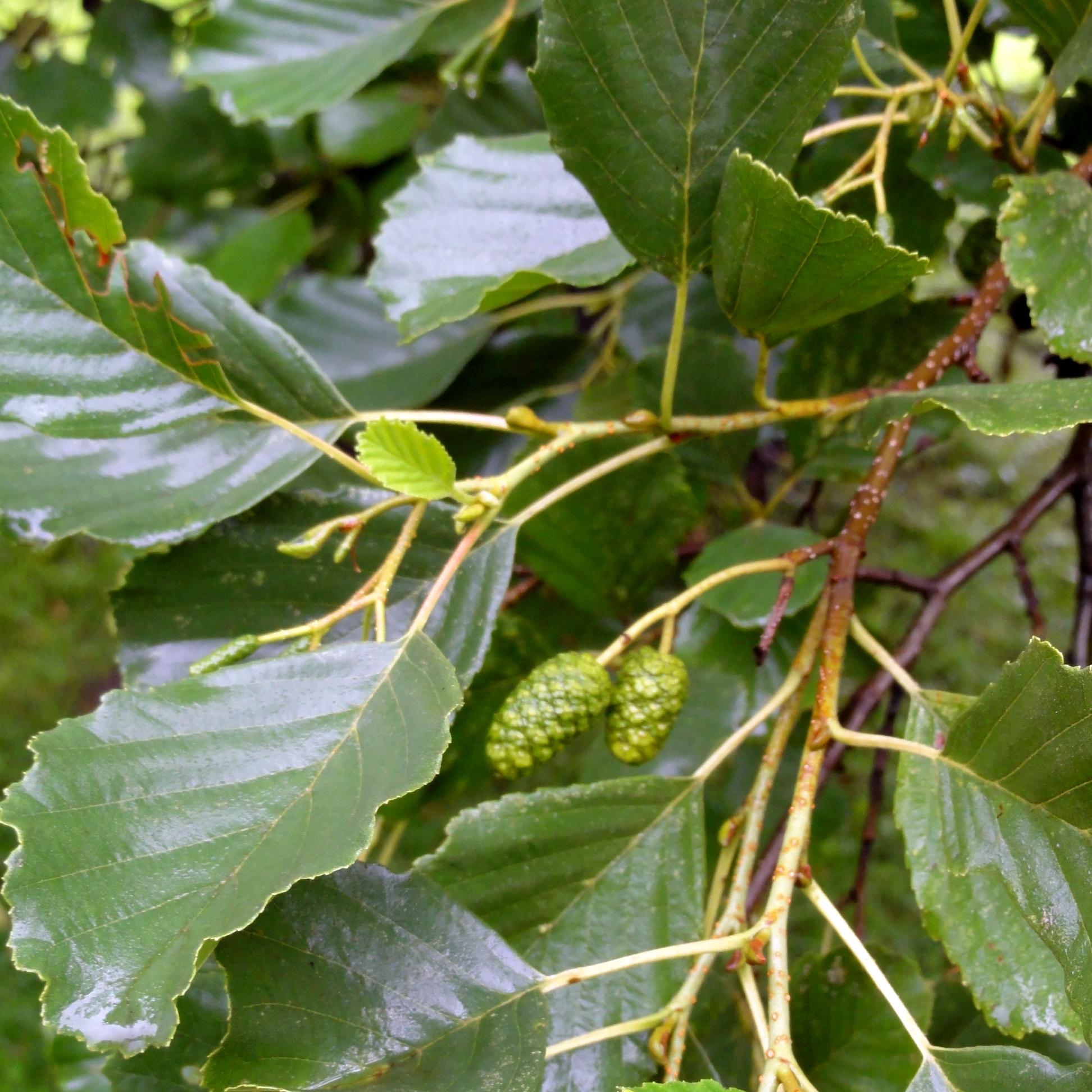 <p>European/black alder. Alternate leaves, dark glossy green, and coarsely serrated. Little pinecones. Monoecious.</p>
