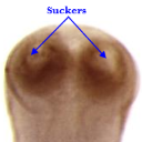 <p>What is this parasite</p>