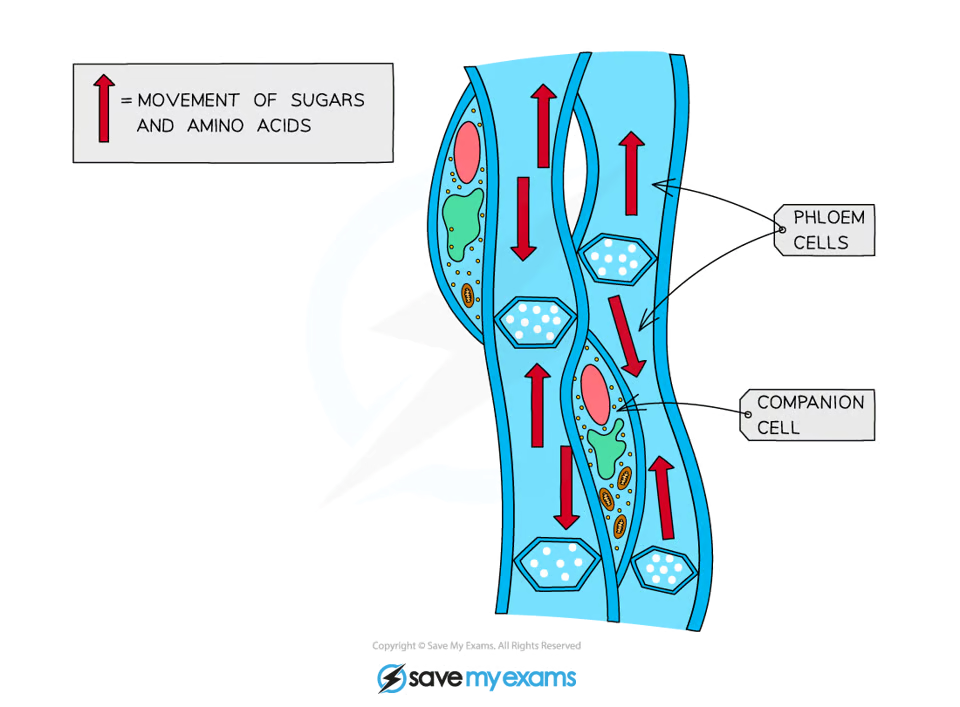 <ul><li><p><mark data-color="green" style="background-color: green; color: inherit">Cells are joined end to end</mark> &amp; <mark data-color="green" style="background-color: green; color: inherit">contain holes </mark>in the end cell walls called <mark data-color="green" style="background-color: green; color: inherit">sieve plates</mark>, which<mark data-color="green" style="background-color: green; color: inherit"> allow the movement of substances from cell to cell</mark></p></li><li><p>Have very<mark data-color="green" style="background-color: green; color: inherit"> few subcellular structures </mark>to <mark data-color="green" style="background-color: green; color: inherit">aid the flow of materials</mark></p></li></ul><p></p>