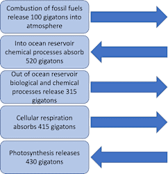 <p><span>Among all Michigan tree species, the jack pine is uniquely adapted to exist and reproduce on the hottest and driest sites in Michigan. It thrives on dune sand and on the sandy glacial plains. It is called a fire species because wildfires sweep through jack pine stands, killing the trees and preparing the ground for a new stand, as well as releasing seeds from its cones. Once in a while, lightning would start a fire that would be fanned into a raging fire leaving everything behind it blackened and burned. The destruction was only temporary. Soon the jack pine seeds would fall to the ground, and, in a few weeks, the area would be green with new growth. This process was repeated every 30 to 100 years, and the jack pine continued to dominate these fire prone areas. How did the periodic jack pine wild fires impact the inputs and outputs of the carbon cycle according to this model?</span></p>