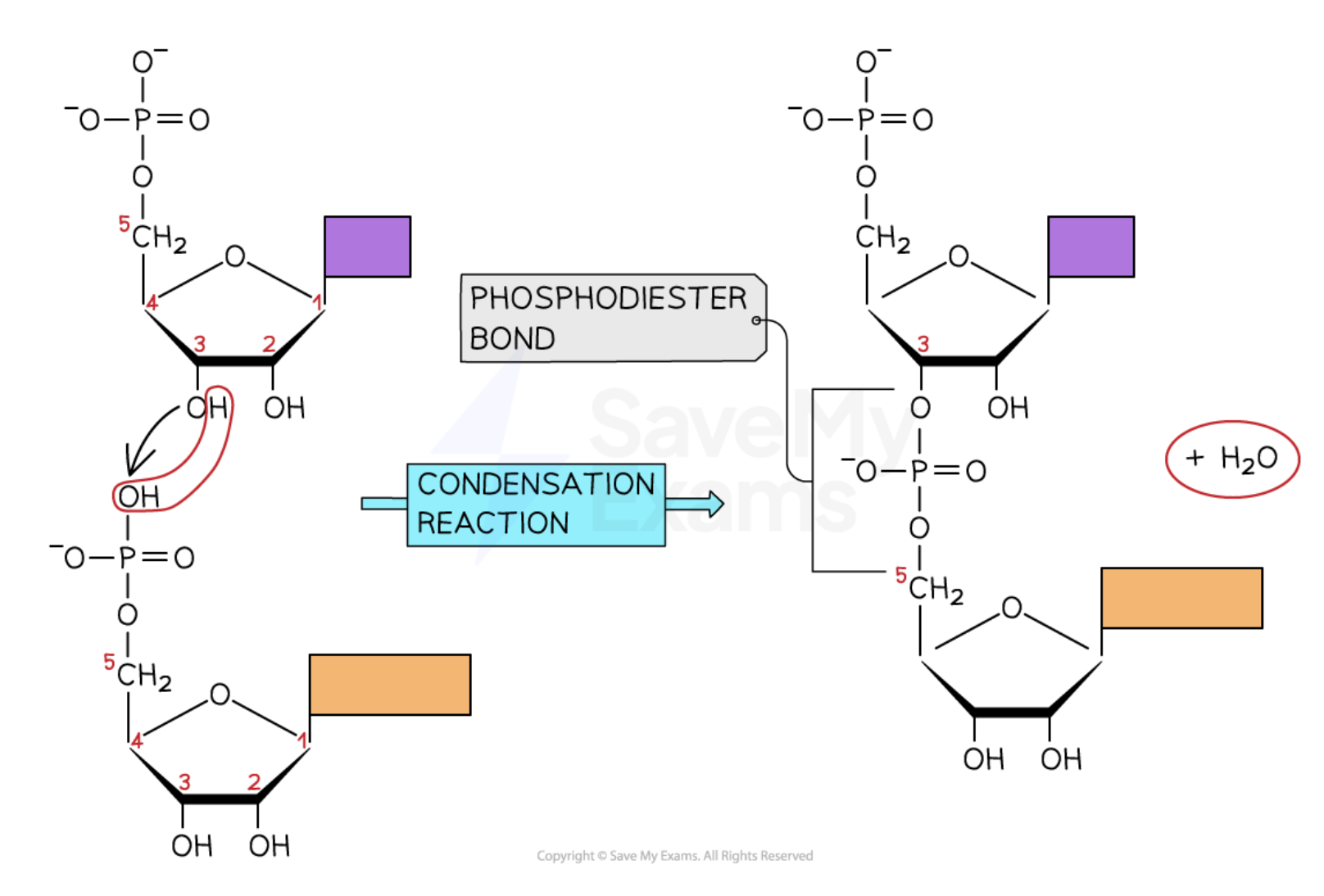 <ul><li><p><strong>condensation reaction</strong> - every time a new bond form (chemical reaction) a water molecule is produced</p></li><li><p>sugar phosphate bond/ <strong>phosphodiester bond</strong></p></li><li><p>anti parallel strands of nucleotides</p></li></ul><p></p>