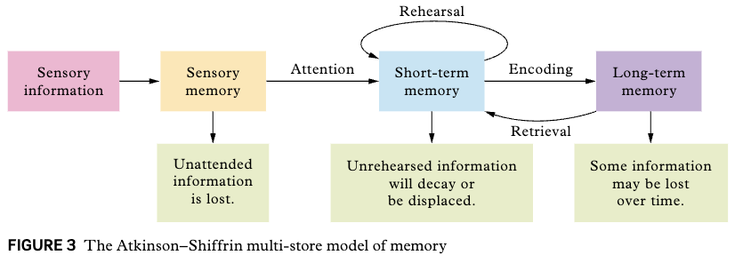 <p>suggests that human memory consists of more than one type of memory store. </p><ul><li><p>sensory memory</p></li><li><p>short-term memory</p></li><li><p> long-term memory</p></li></ul><p>Each memory store has a specific function, capacity and duration.The three memory stores work together to encode, store and retrieve information.</p>