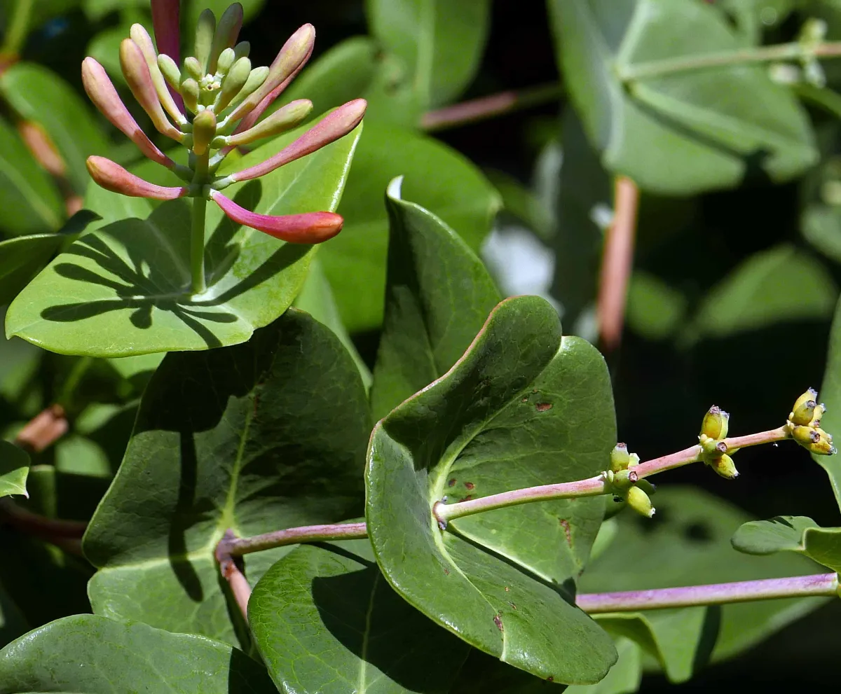 <p>Coral honeysuckle scientific name</p>