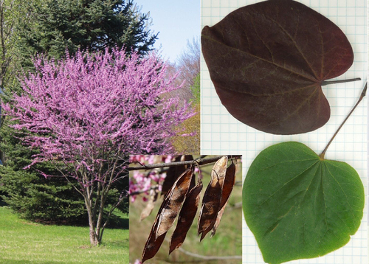 <p>Cercis canadensis, Fabaceae</p>