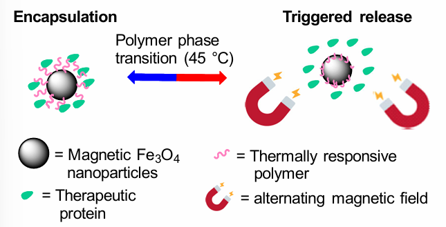 <p>Therapeutic proteins can be attached to NPs through thermally responsive polymers, which then phase transition when exposed to specific Ts, releasing the protein.</p>