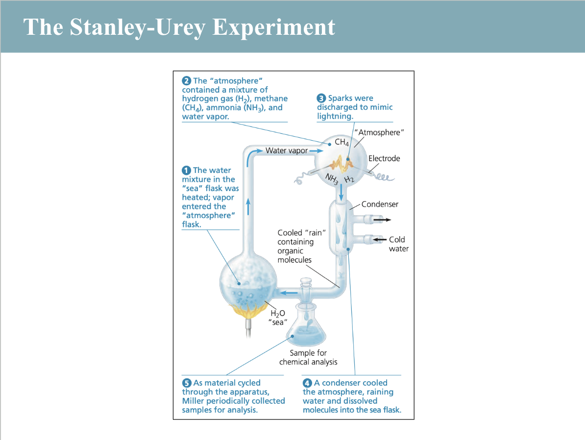 <p>experiment that simulated early Earth conditions to test the origin of life by creating amino acids from simple molecules</p>