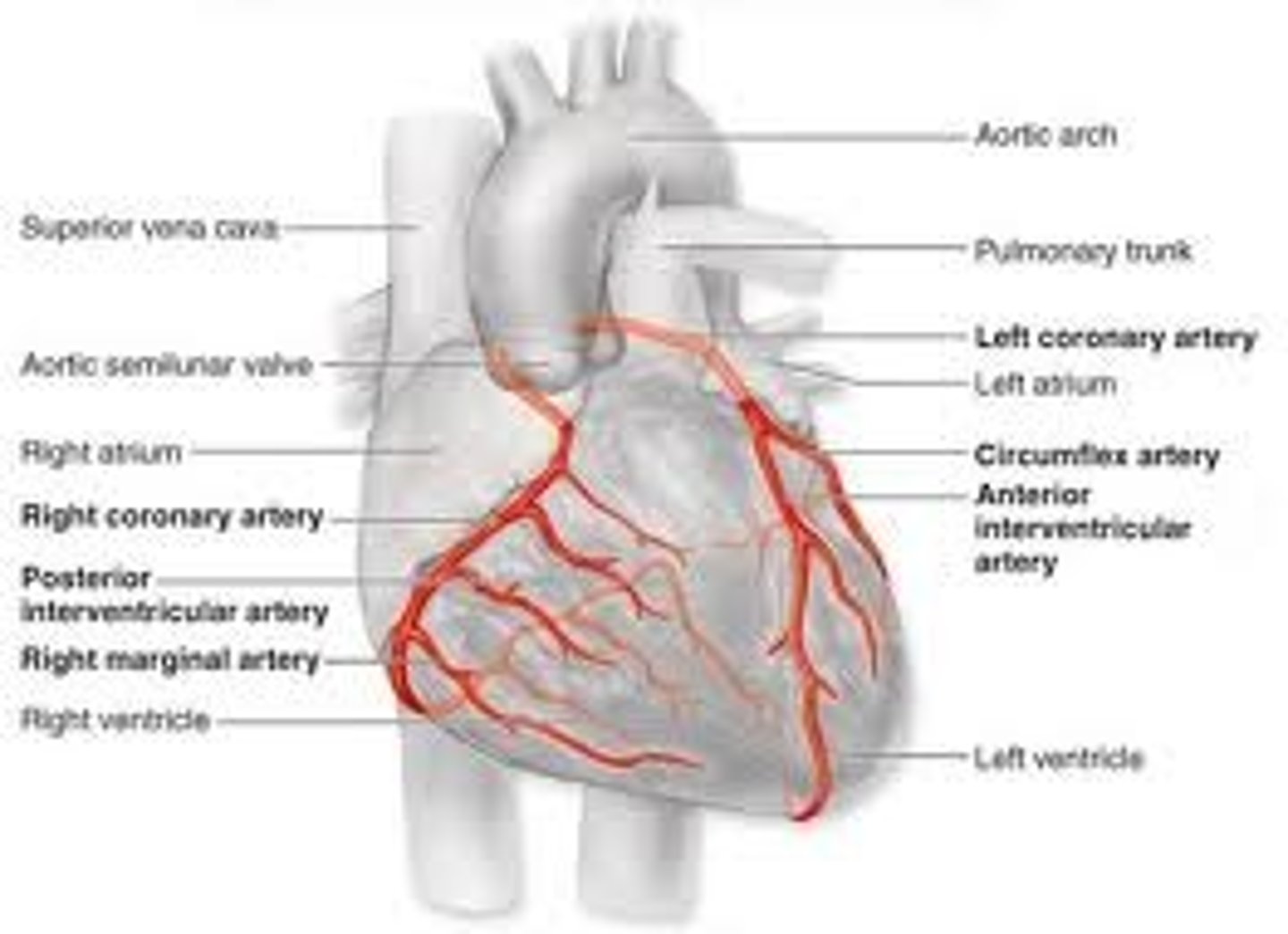 <p>The network of arteries and veins that supplies blood to all the cells of the heart</p>