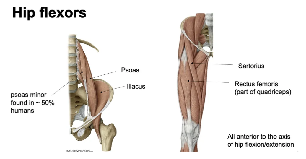 <p>Sartorius, Psoas, Iliacus, Rectus femoris (quadriceps), Psoas minor (present in ~50% of humans).</p>