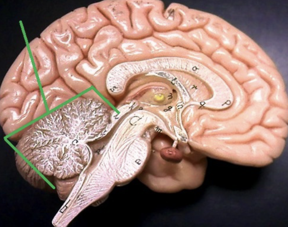 process and store information, coordinates voluntary movements (posture, balance, speech)
