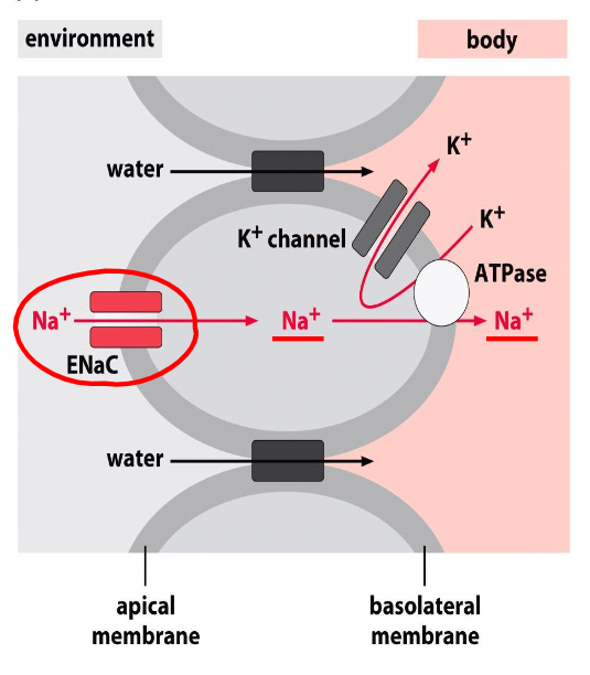 <p>ENaCs regulate electrolyte balance across epithelia</p><p>ENaCs bring Na+ into the cell while K+ channels bring K+ out of the cell. this way, they regulate the amount of positive charge within the cell.</p>