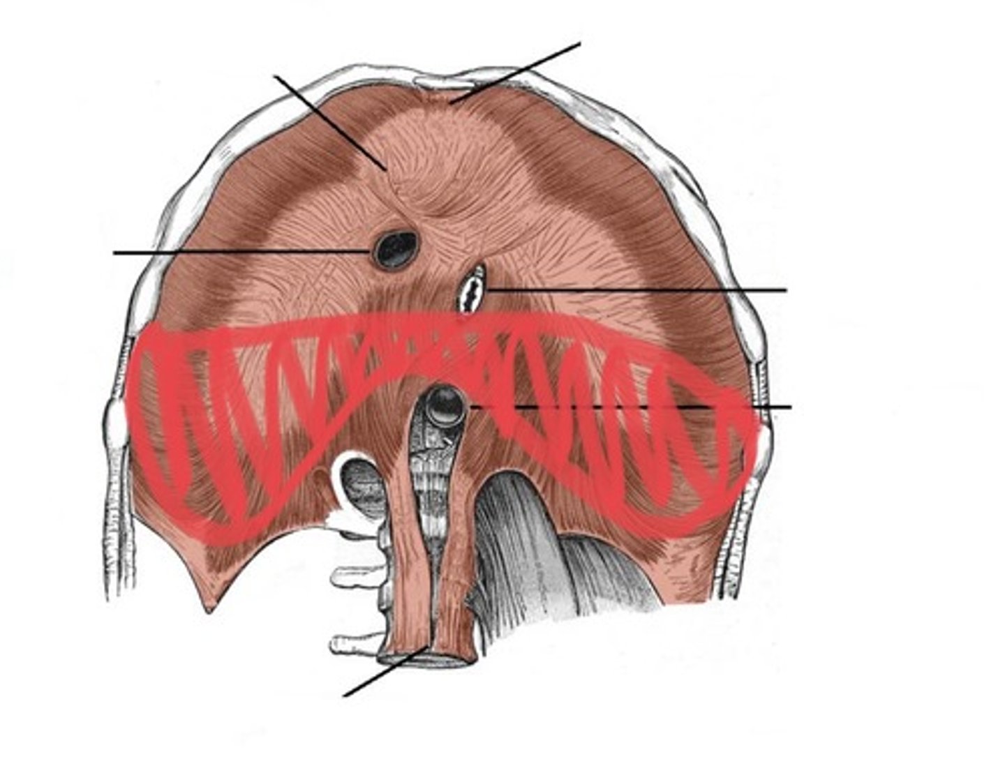 <p>Bottom edge of diaphragm</p>