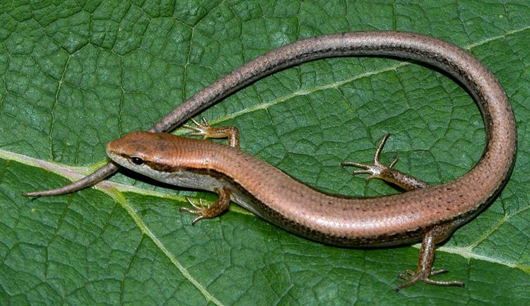 little brown skink (Scincella lateralis)