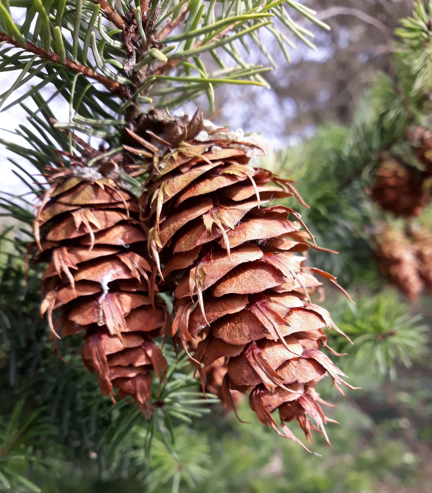 <p>Douglas fir</p>