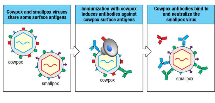 <p>First human vaccines were based upon weaker/attenuated viruses</p><p>Smallpox vaccine used cowpox</p><p>Cowpox virus similar enough to induce an immune response, but did not cause the serious illness of smallpox</p><p>Rabies was the first virus that was attenuated in the lab to create a human vaccine</p><p></p>