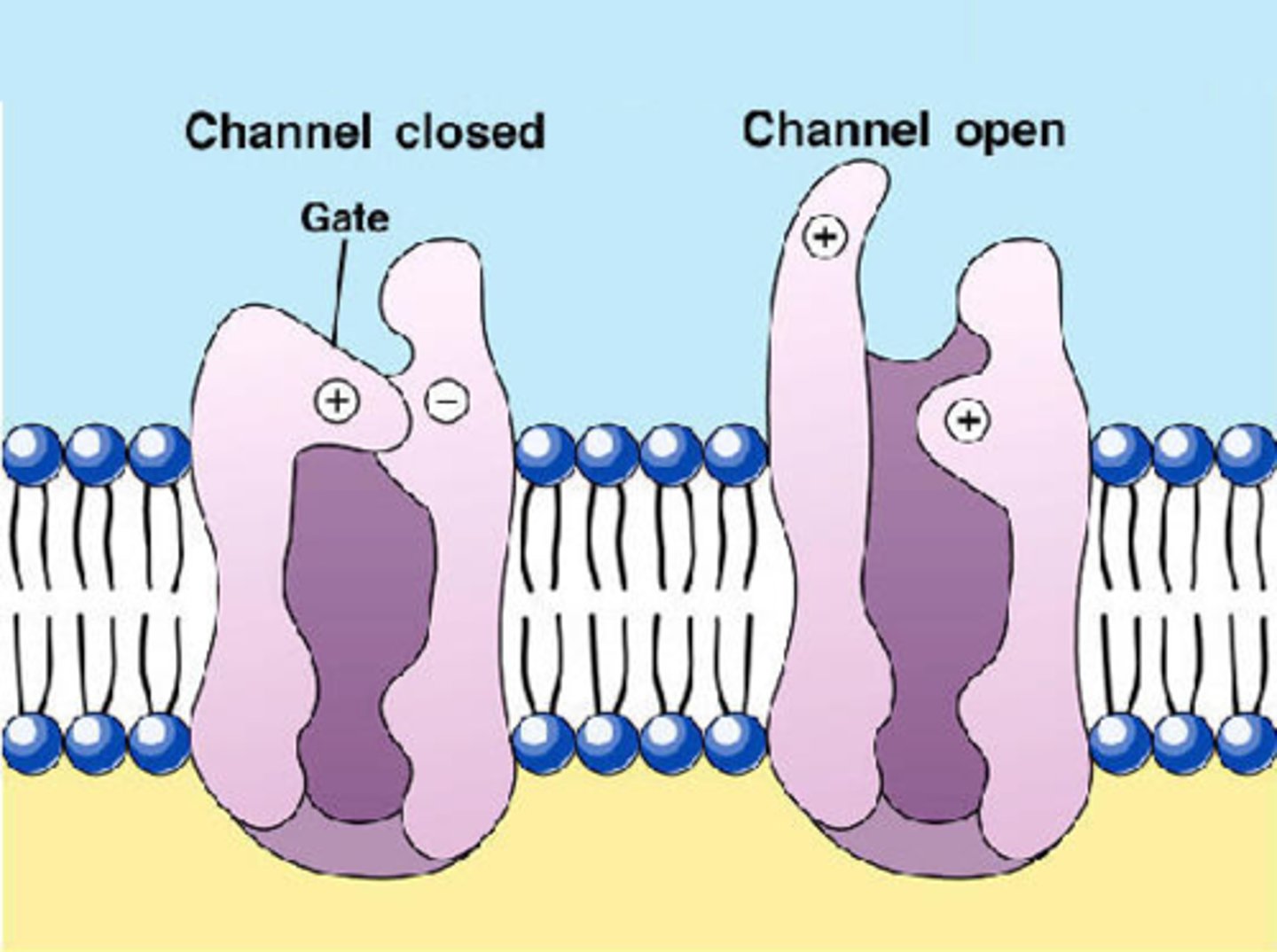 <p>Intrinsic proteins which open for specific ions to be transported across the membrane.<br>The opening and closing can only happen when there a conc gradient and ions are present</p>