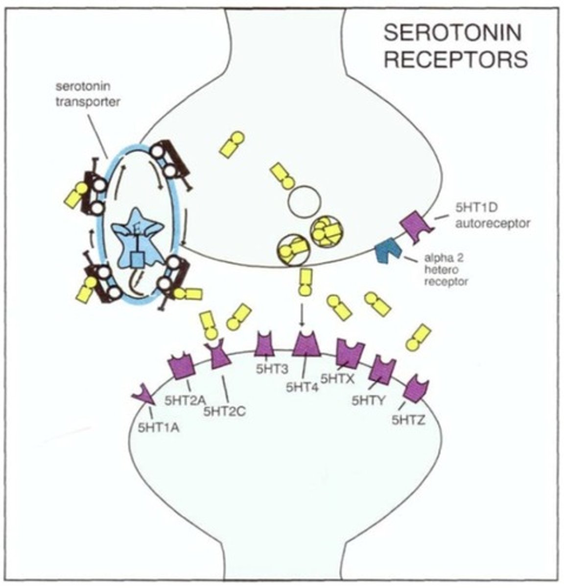 <p>They block the reuptake of serotonin.</p>