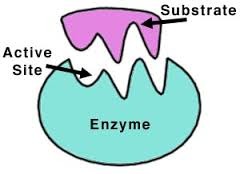 <p>the part of an enzyme that binds to substrates</p>
