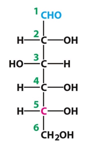 <p>D-glucose </p><p>Aldose</p>