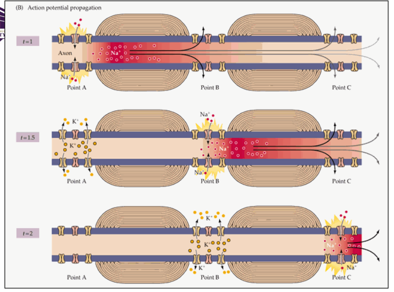 <p>Saltatory conduction</p>