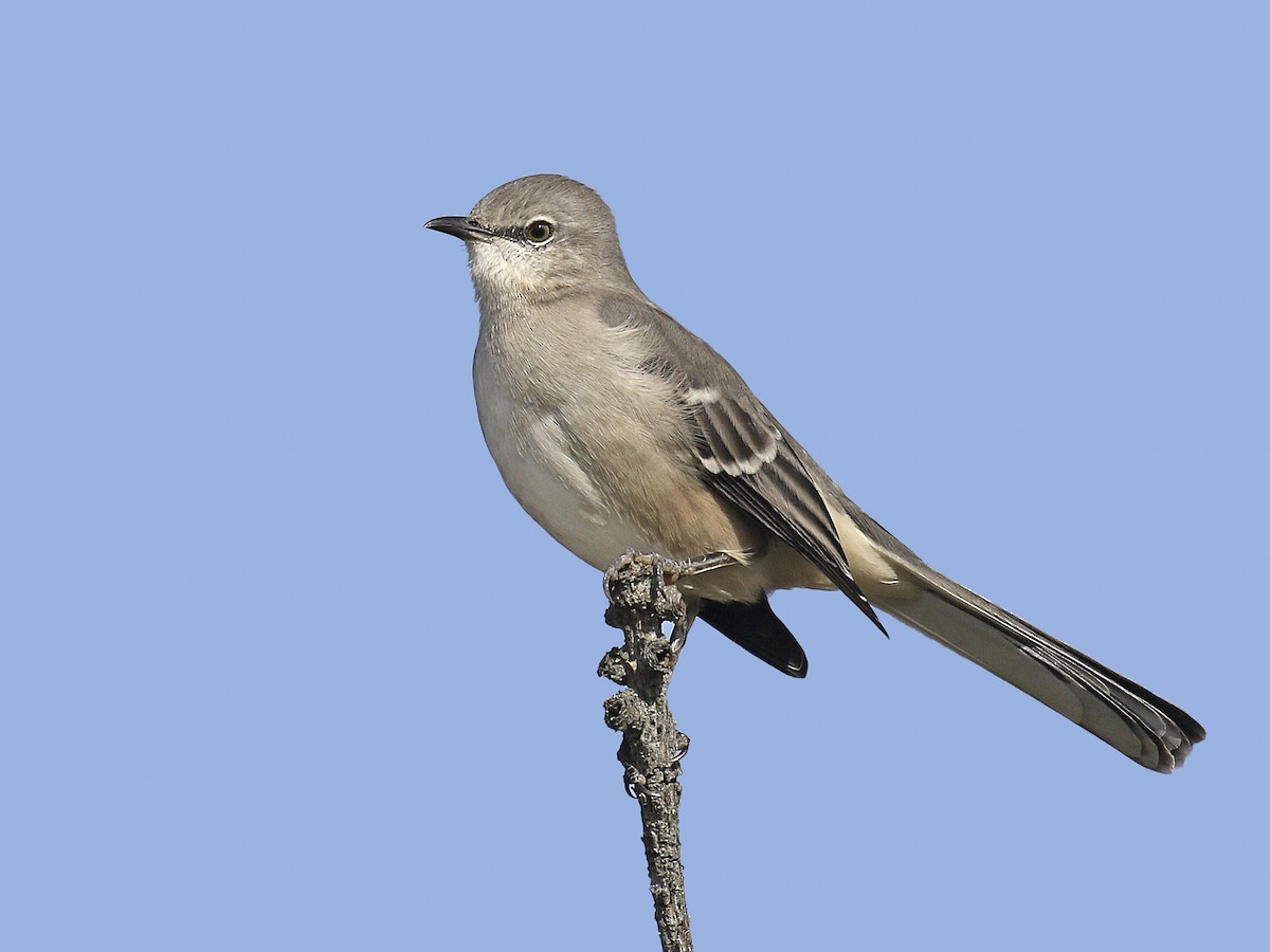 <p>Mimidae </p>