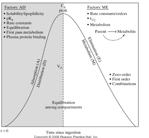 <ul><li><p><span style="font-size: 7pt;"><span> </span></span><span style="line-height: 115%;"><strong><span>Absorption</span></strong><span> ↑ drug concentration (Cp)</span></span></p></li><li><p class="MsoListParagraphCxSpMiddle"><span style="font-family: "Times New Roman"; line-height: normal; font-size: 7pt;"><span> </span></span><span style="line-height: 115%;"><strong><span>Distribution</span></strong><span> affects how the drug spreads in tissues</span></span></p></li><li><p class="MsoListParagraphCxSpMiddle"><span style="line-height: 115%;"><strong>Metabolism</strong><span> ↓ Cp (drug broken down)</span></span></p></li><li><p class="MsoListParagraphCxSpMiddle"><span style="font-family: "Times New Roman"; line-height: normal; font-size: 7pt;"><span> </span></span><span style="line-height: 115%;"><strong><span>Elimination</span></strong><span> ↓ Cp (drug removed from body)</span></span></p></li></ul><p></p>