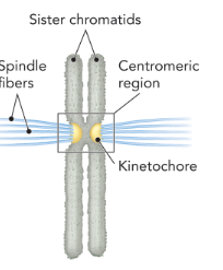 <p>the region of connection between sister chromatids, composed of heterochromatin; the site of attachment for the mitotic or meiotic spindle </p>