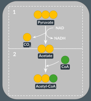 <p>mitochondria</p><p><strong>acetate</strong></p><p>carbon dioxide</p><p>NAD</p><p>NADH</p><p>coenzyme-A</p><p>acetyl coa</p>