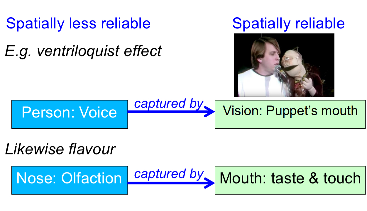 <ul><li><p>dominance of one sense over other modalities in creating a percept (e.g., about location)</p></li><li><p>Spatially less reliable vs spatially reliable</p></li><li><p>Example</p><ul><li><p>When you eat an apple, the&nbsp;<strong>smell of the apple</strong>&nbsp;comes from&nbsp;<strong>retronasal olfaction</strong>&nbsp;(odor molecules travel from the mouth to the nose).</p></li><li><p>However, you&nbsp;<strong>perceive the apple as being in your mouth</strong>,&nbsp;<strong>not your nose</strong>, even though the smell is detected in the nose.</p></li><li><p>This happens because the&nbsp;<strong>sense of touch and taste (from the mouth)</strong>&nbsp;<strong>capture</strong>&nbsp;the percept — they dominate the&nbsp;<strong>sense of smell</strong>, assigning the&nbsp;<strong>location</strong>&nbsp;of the flavor experience to the mouth.</p></li><li><p>Spatially less reliable: nose and olfaction. Spatially reliable is the mouth and taste and touch</p></li></ul></li><li><p>Example</p><ul><li><p>ventriloquist effect: Spatially less reliable is persons voice. Spatially reliable is vision of the puppet’s mouth</p></li></ul></li></ul><p></p>